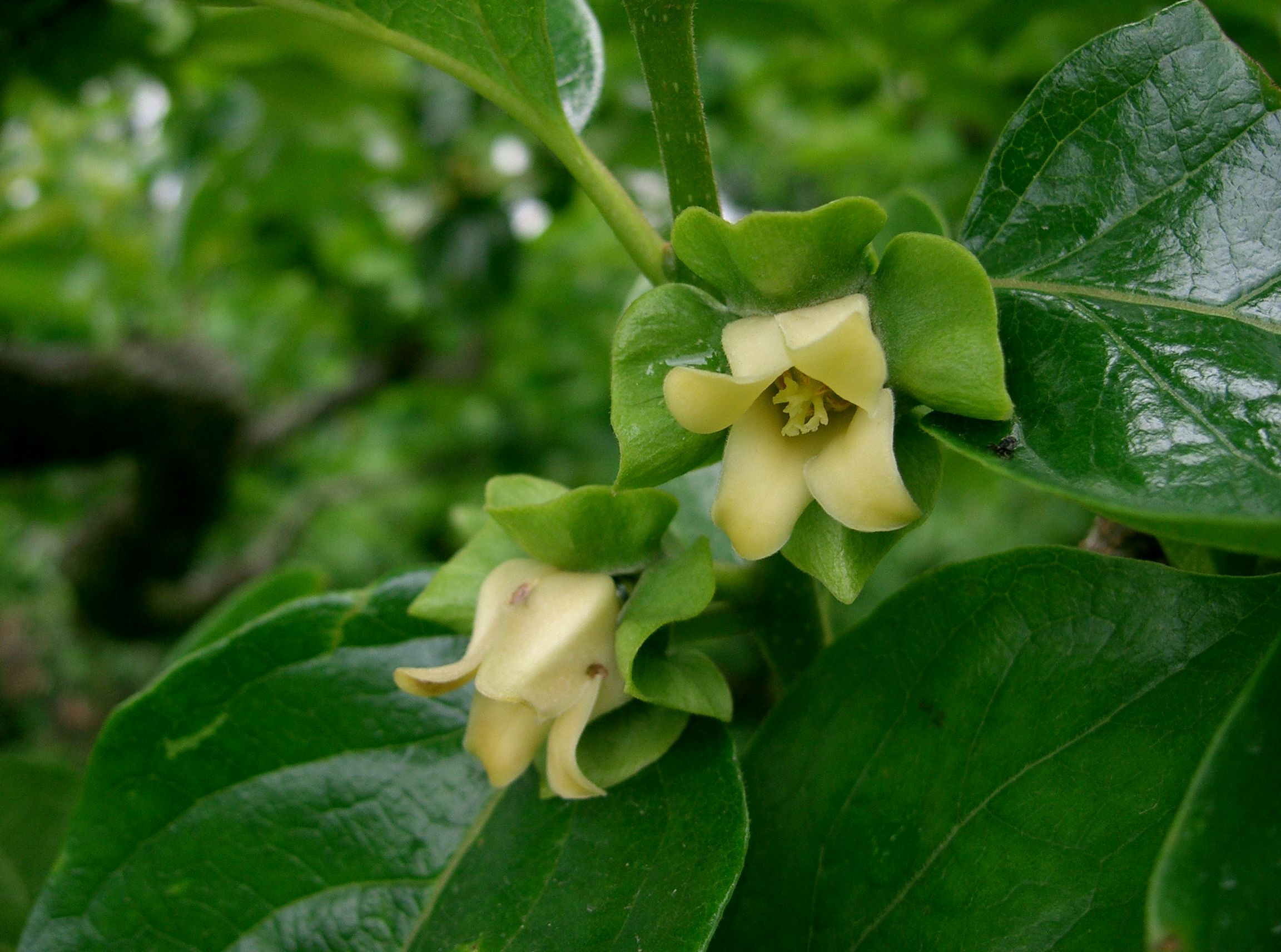 Diospyros, a genus used in RadiaSpe to compare radiating and non-radiating lineages