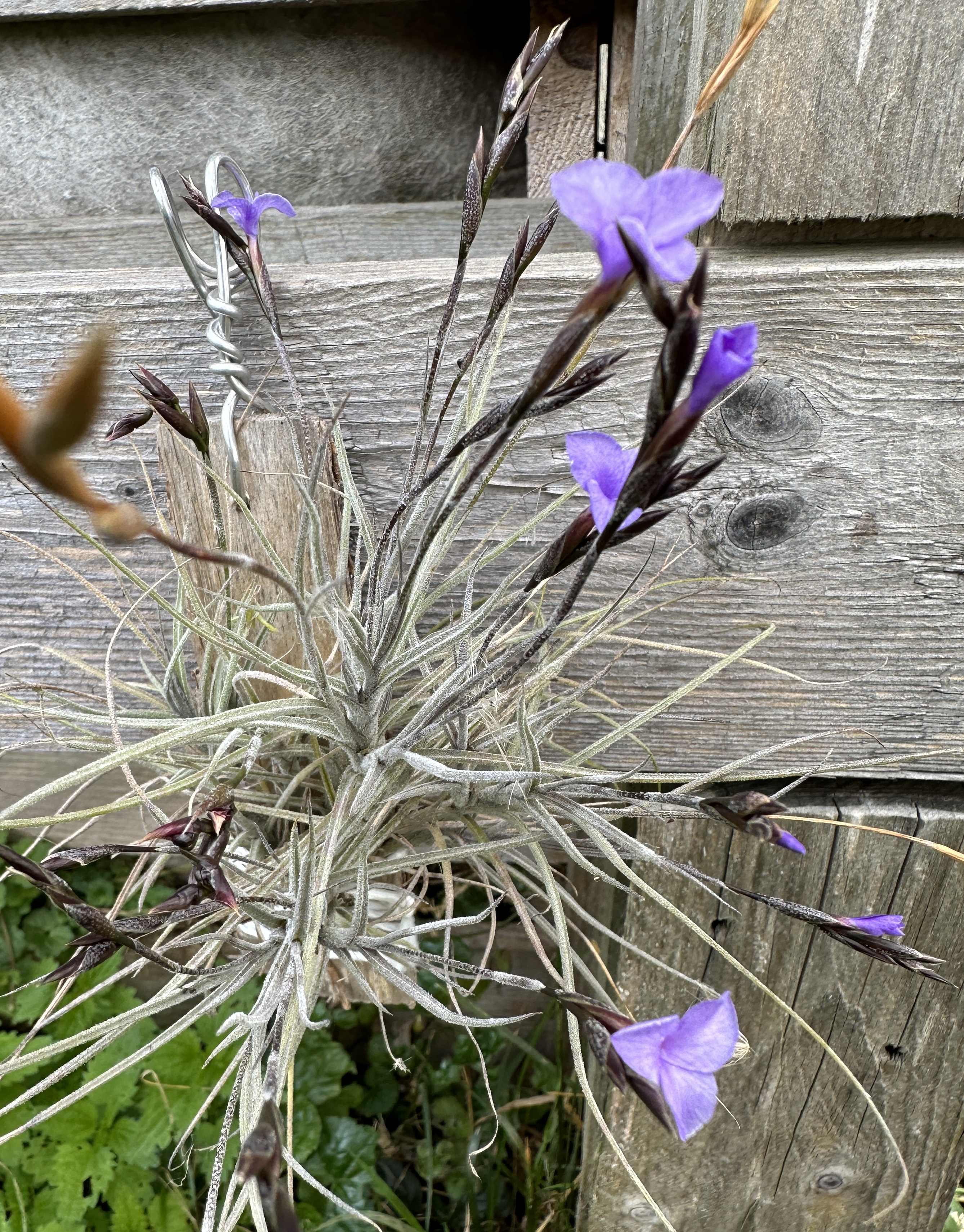 Tillandsia, a diverse bromeliad genus studied in RadiaSpe