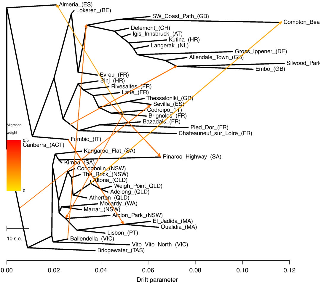 Population graph showing migration and admixture among Sonchus oleraceus populations