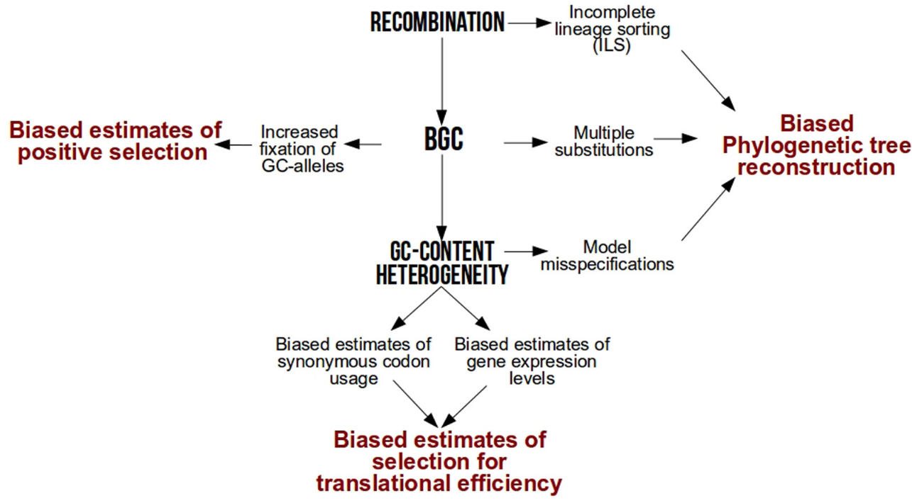 Diagram summarizing analytical biases associated with GC-content and GC-biased gene conversion