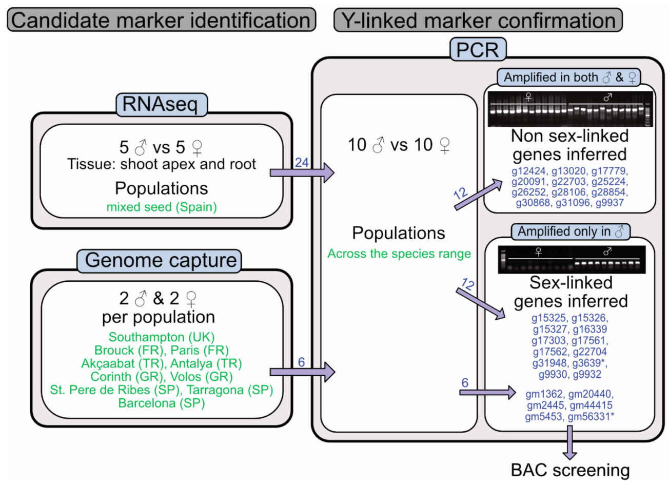 Workflow for candidate Y-linked marker identification and confirmation in Mercurialis annua