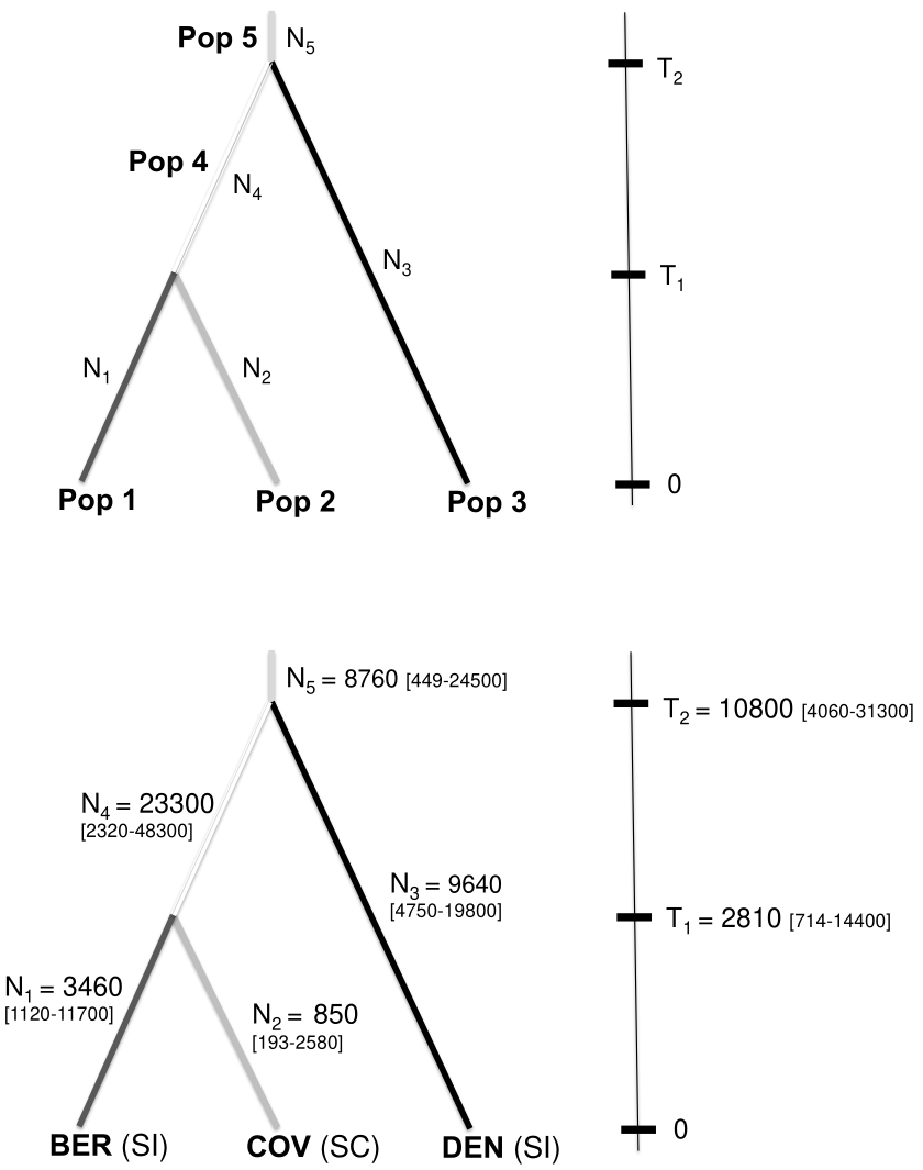Demographic model and parameter estimates for divergence in Linaria cavanillesii