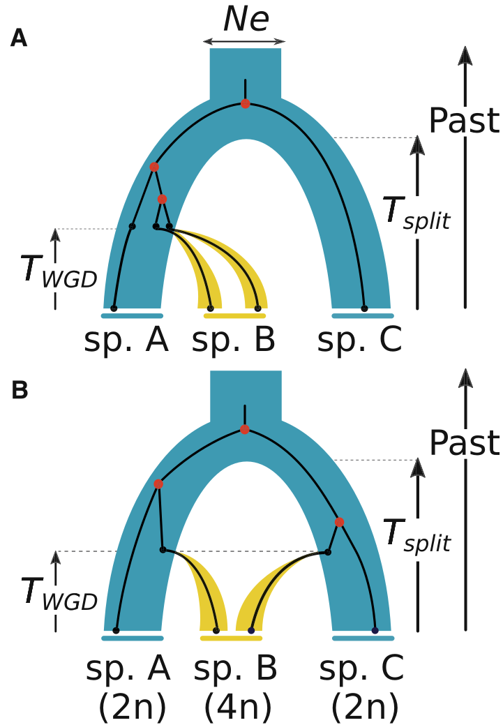 Conceptual models of polyploid origin and inheritance mode