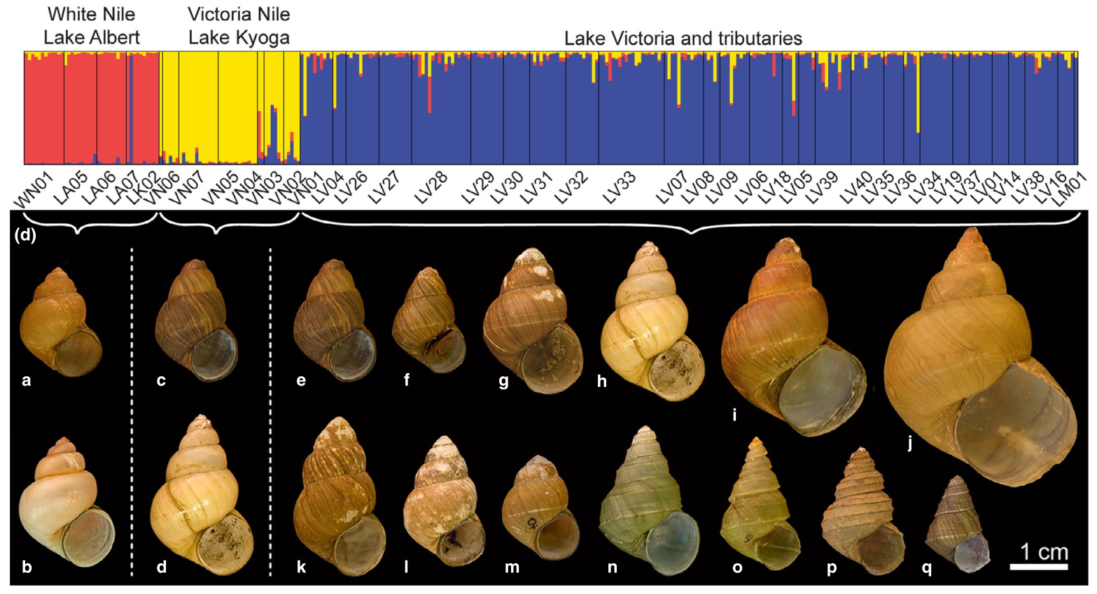 Population structure and shell diversity in viviparid gastropods of the Lake Victoria ecoregion