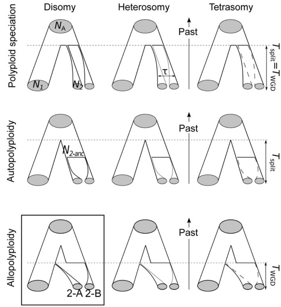 Models of polyploid speciation and inheritance modes