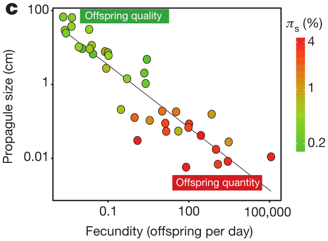 Relationship between fecundity, propagule size, and genetic diversity across animals