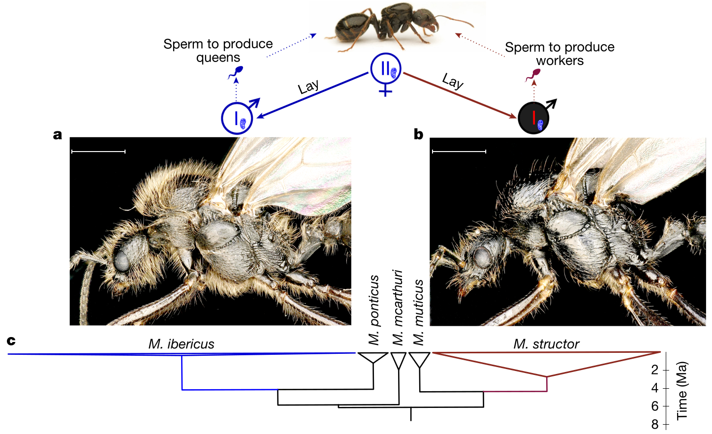 Diagram and photographs illustrating cross-species cloning in Messor ants