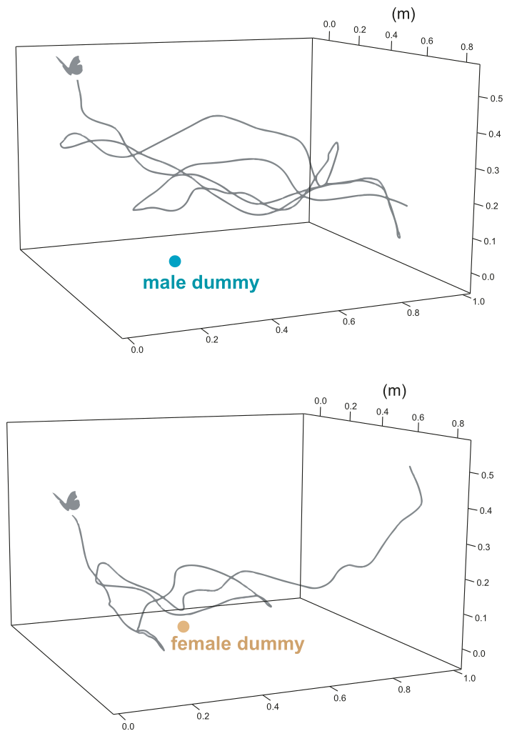 Three-dimensional flight tracks of Morpho butterflies around male and female dummies