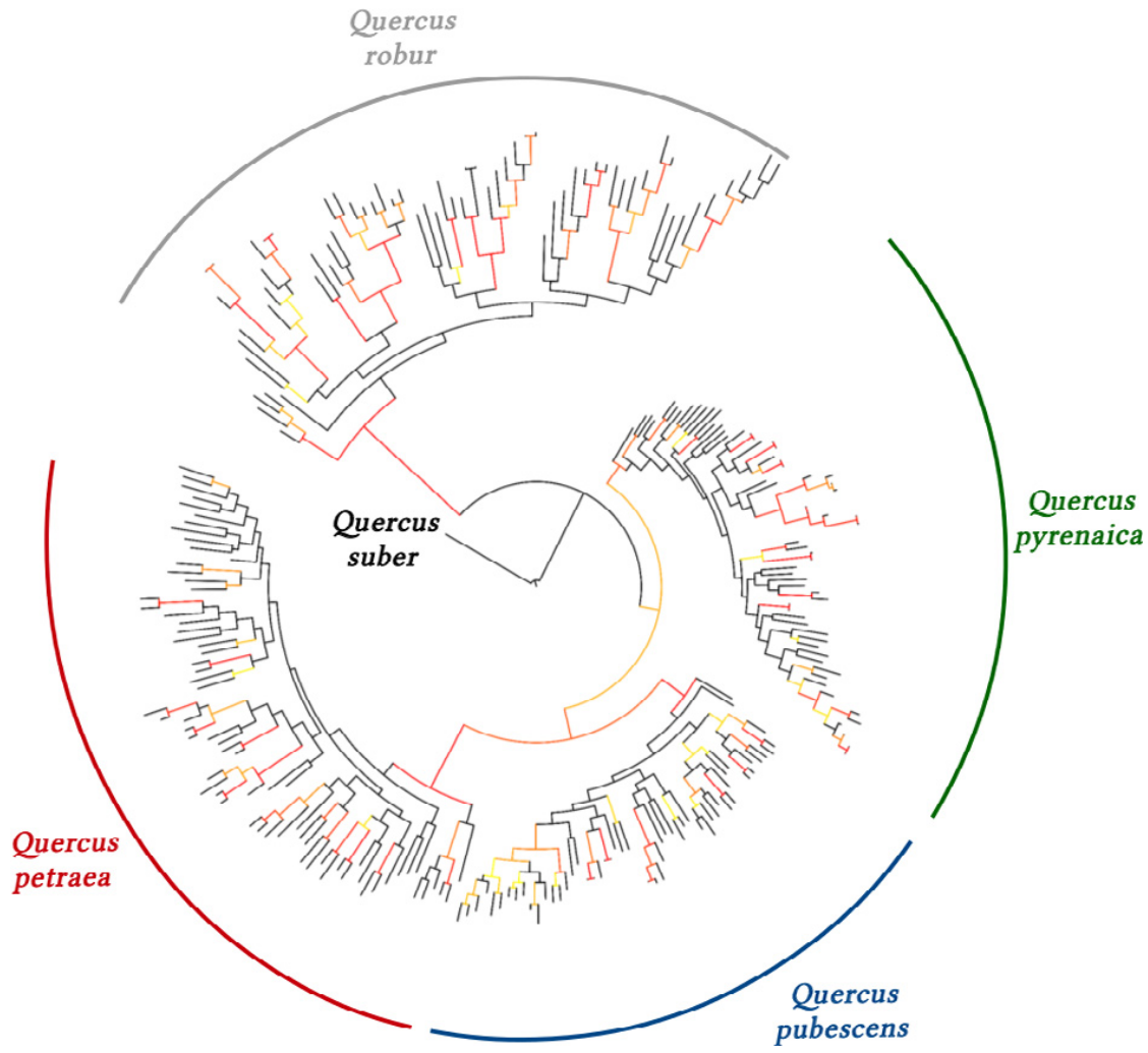 Circular phylogenetic tree showing relationships among European white oak species