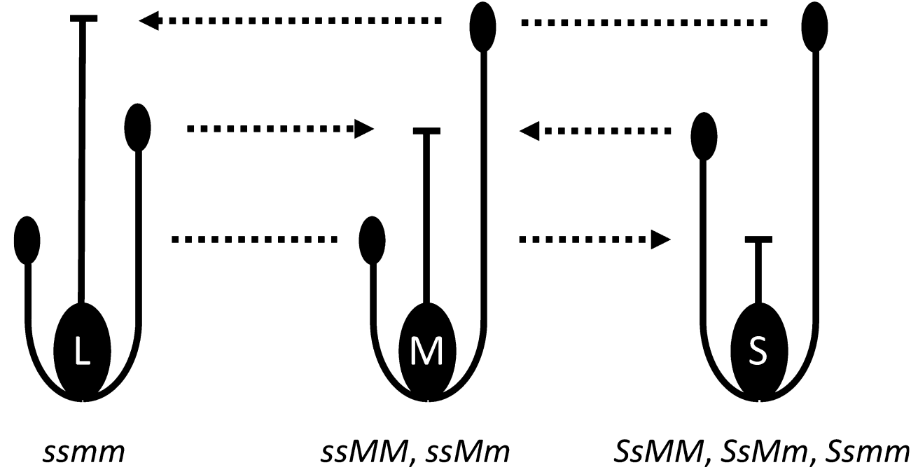 Diagram of the three floral morphs in a tristylous plant system