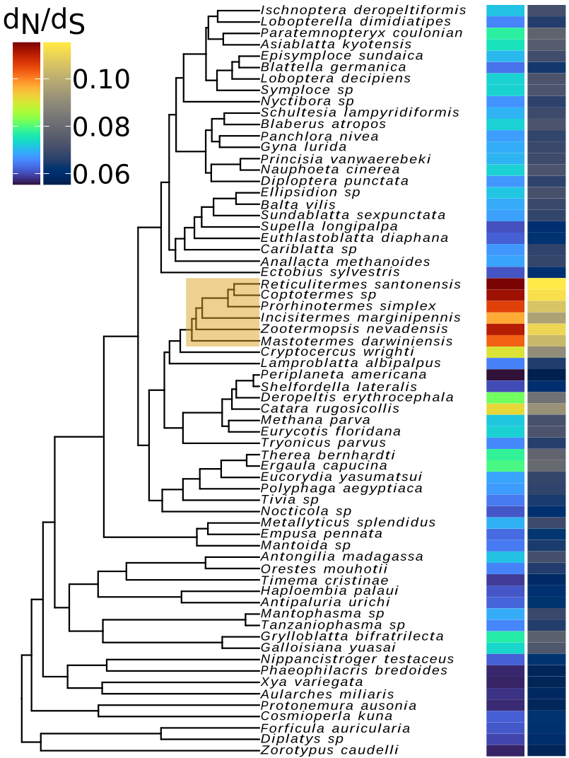 Phylogenetic tree of Blattodea with dN/dS estimates highlighting termites