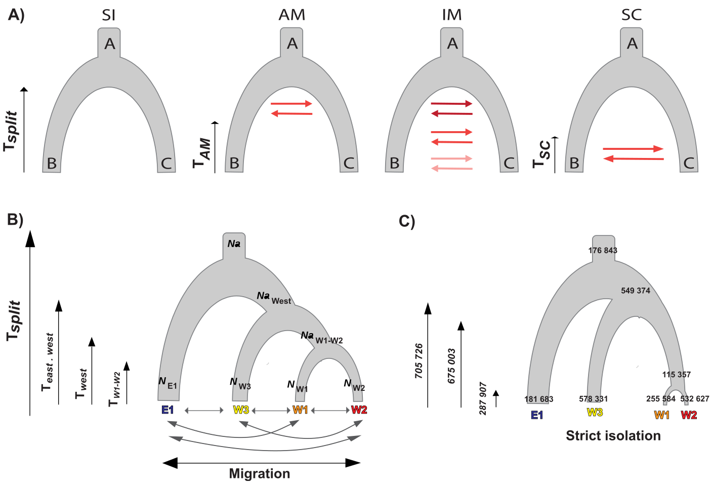 Demographic models used to infer genetic isolation among Silene nutans lineages
