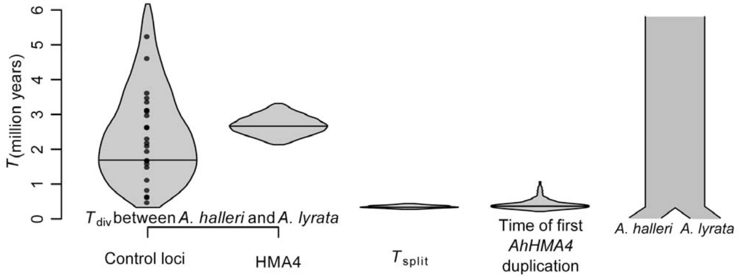 Estimated timing of Arabidopsis halleri HMA4 duplication relative to species divergence