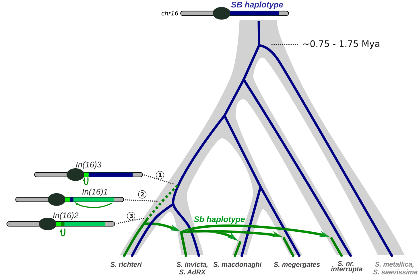 Evolutionary scenario for the spread of the fire ant social supergene